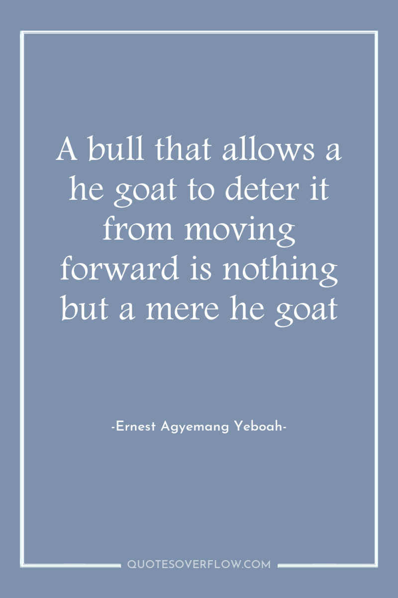 A bull that allows a he goat to deter it...
