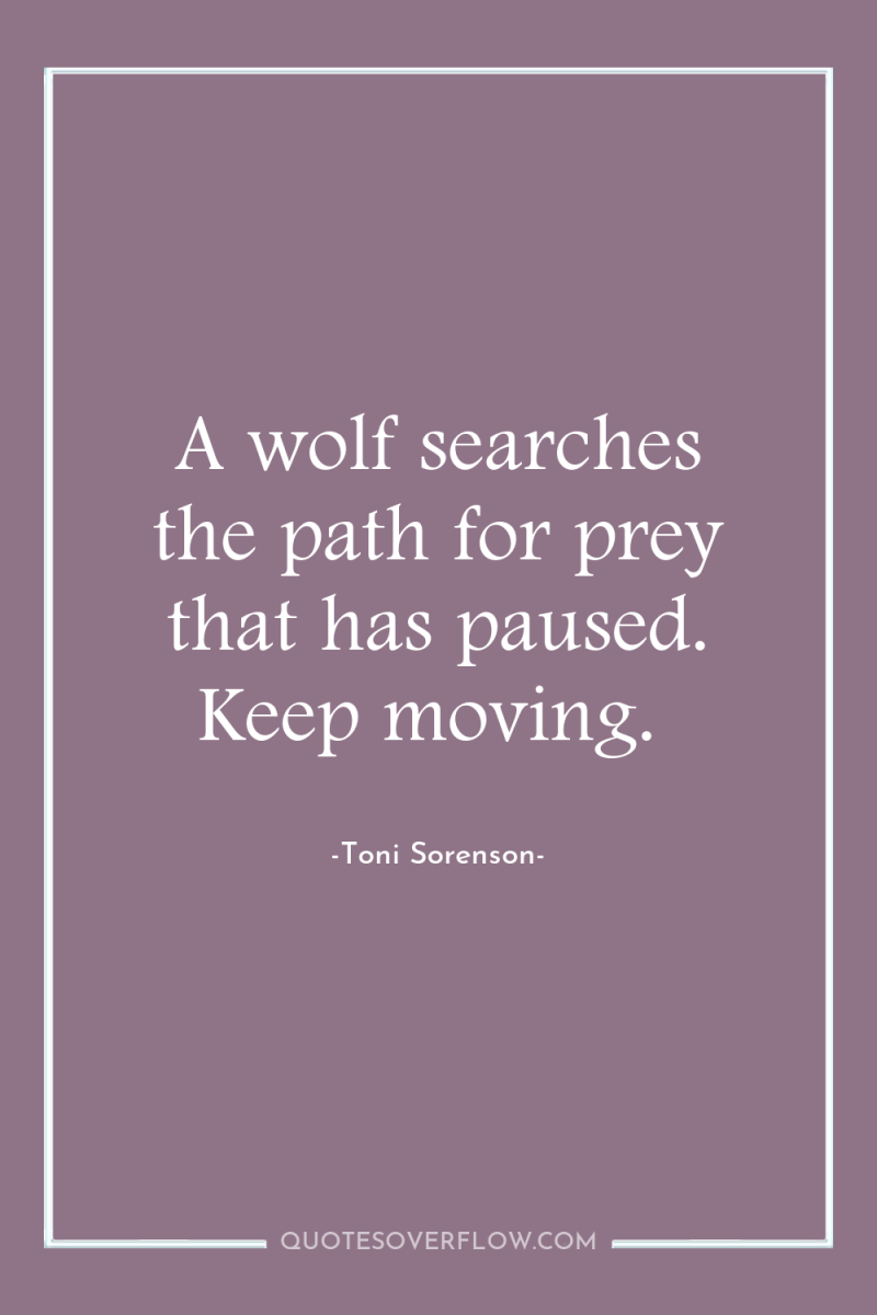 A wolf searches the path for prey that has paused....
