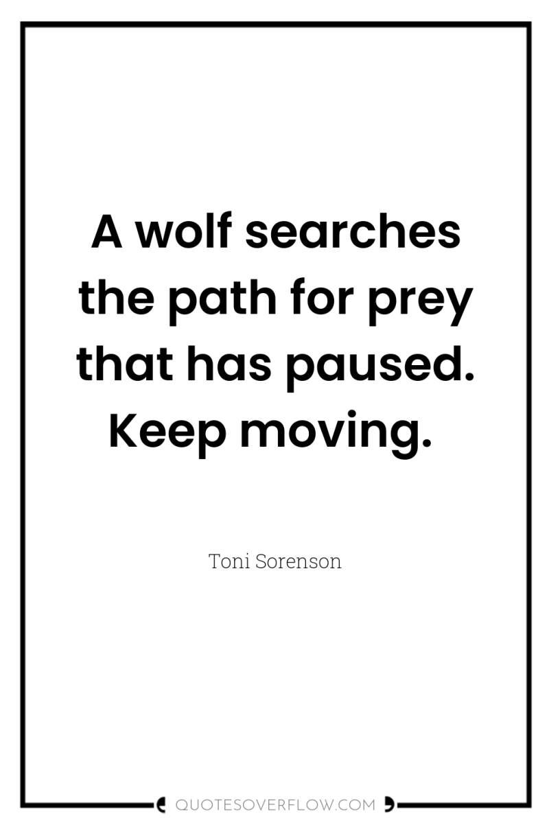 A wolf searches the path for prey that has paused....