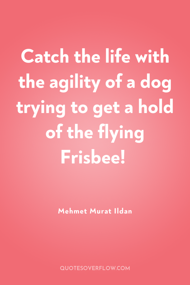 Catch the life with the agility of a dog trying...