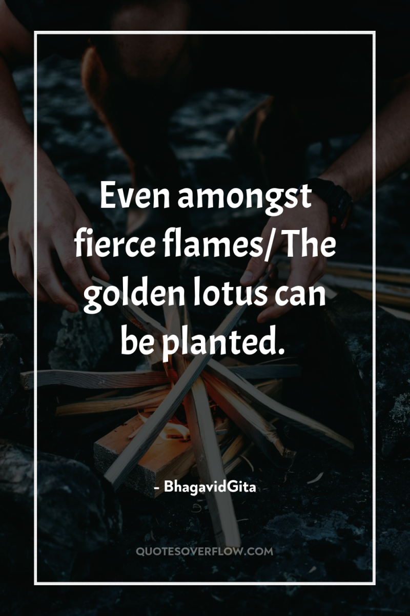 Even amongst fierce flames/ The golden lotus can be planted. 