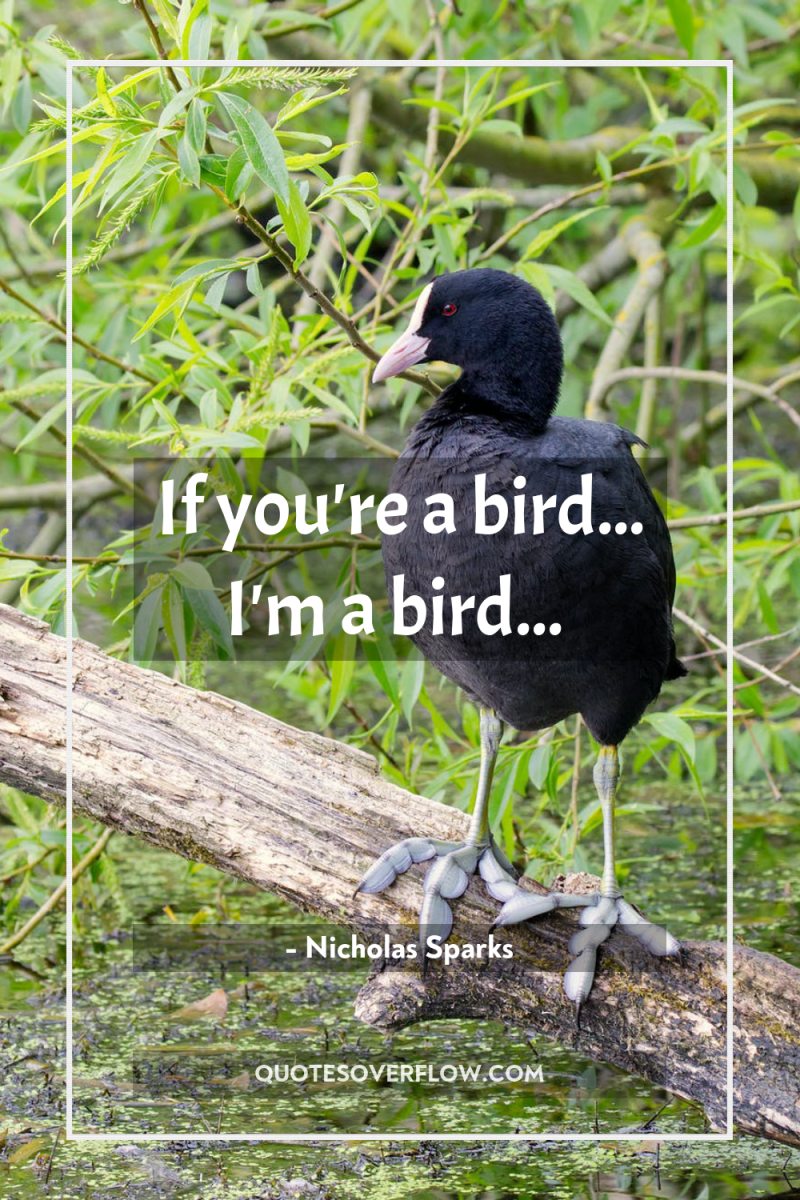 If you're a bird... I'm a bird... 