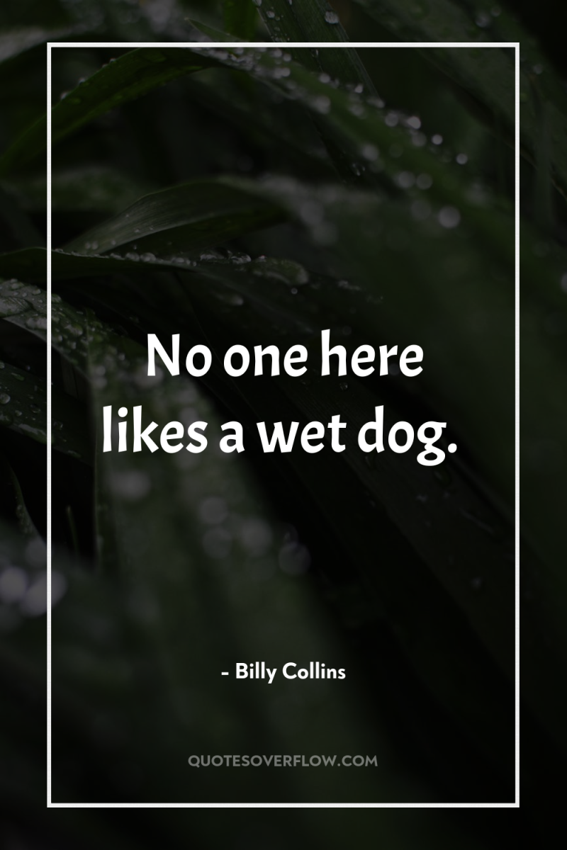 No one here likes a wet dog. 
