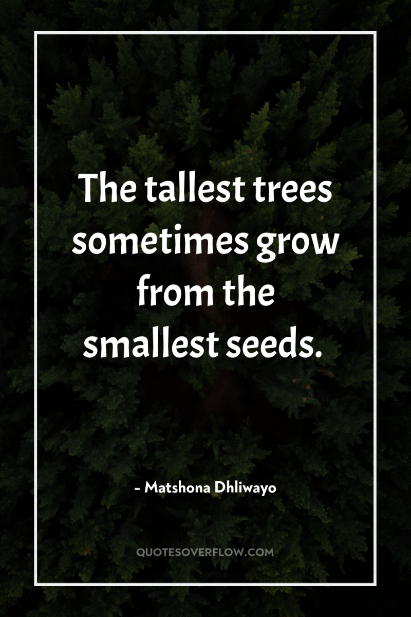 The tallest trees sometimes grow from the smallest seeds. 