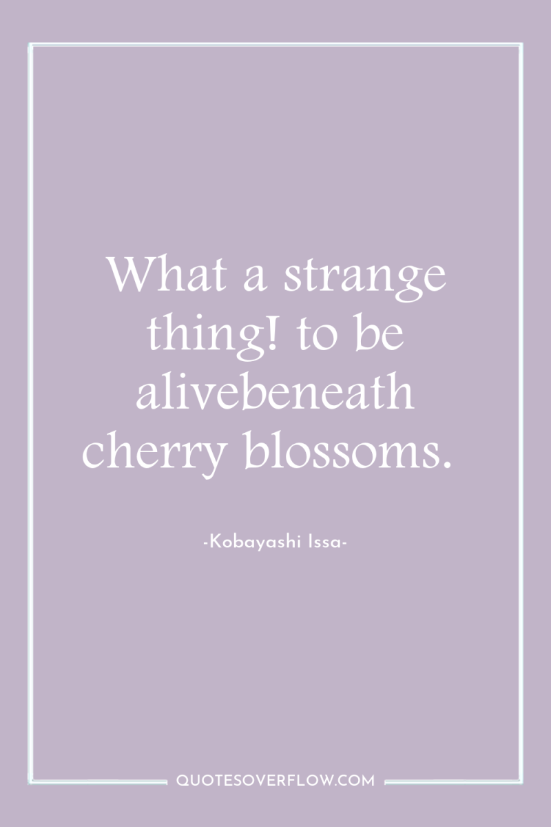 What a strange thing! to be alivebeneath cherry blossoms. 
